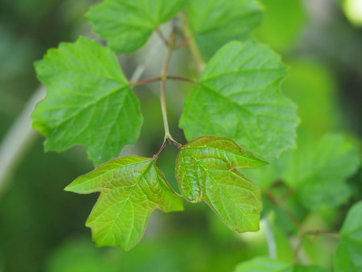 Guelder Rose leaf